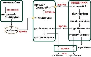 Принципы определения билирубина полуколичественно