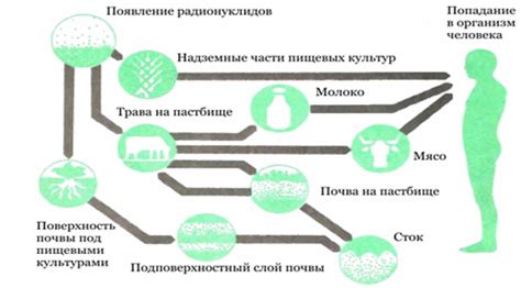 Принцип действия кокков положительно на организм