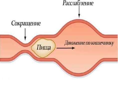 Принцип работы ингибирования протонной помпы