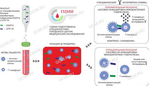 Принцип работы квантиферонового теста