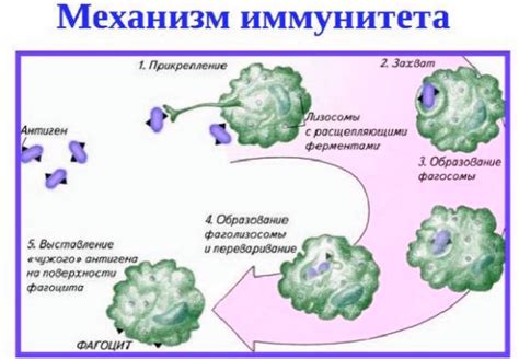 Принцип работы типоспецифического иммунитета