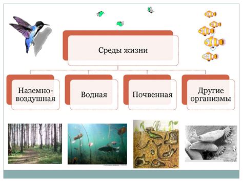 Природная среда и место обитания терминальных хряков