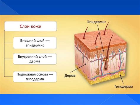 Природная структура кожи и ее функции