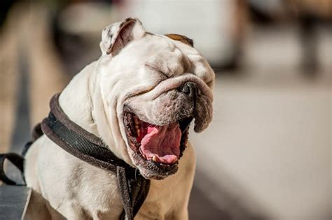 Причины бледного языка у собаки