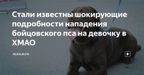 Причины возникновения в сновидении бойцовского пса: анализ символической значимости