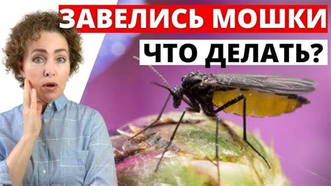 Причины возникновения мошкары и как ее предотвратить