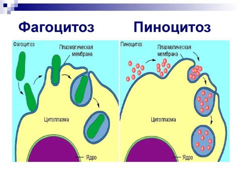 Причины возникновения незавершенного фагоцитоза