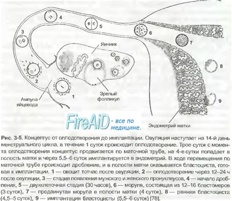 Причины возникновения пустой яйцеклетки