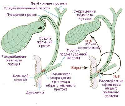 Причины гипотонии желчного пузыря