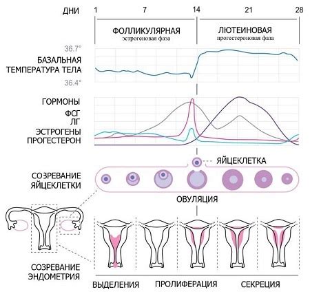 Причины замедления месячного цикла