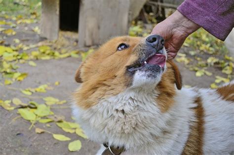 Причины и последствия появления паразитов на домашних питомцах