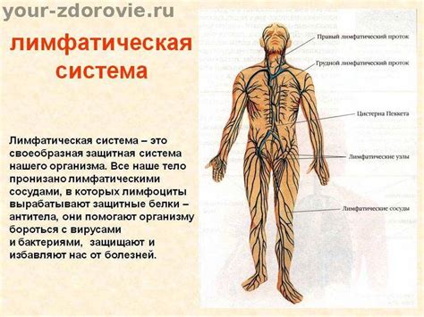 Причины и симптомы застоя лимфы