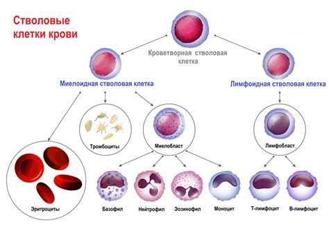 Причины крови при схватках