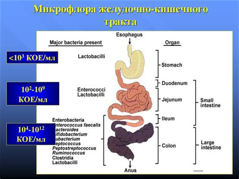 Причины нарушения микробиоценоза кишечника 1 степени