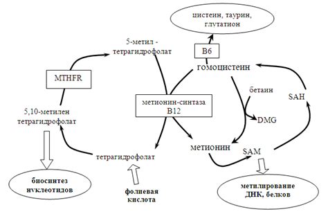 Причины нарушения фолатного цикла