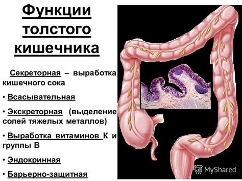 Причины нарушения функции толстого кишечника