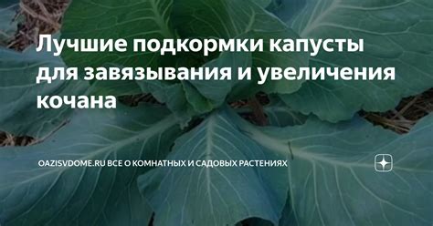 Причины неудачного завязывания краснокочанной капусты