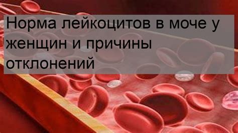 Причины низких уровней лейкоцитов в крови у женщин