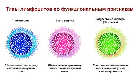 Причины низкого процента лимфоцитов в крови