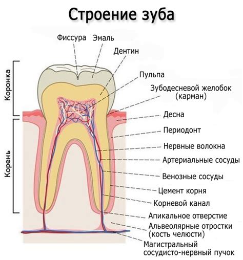 Причины образования мягкого зуба