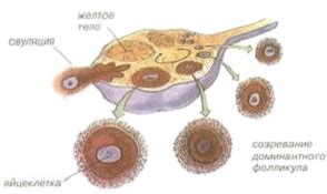 Причины образования фолликула с яйценосным бугорком