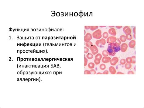 Причины повышенного содержания незрелых гранулоцитов в крови