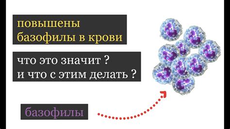 Причины повышенного уровня базофилов