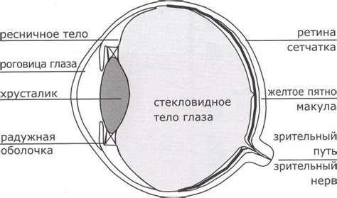 Причины потери глаза