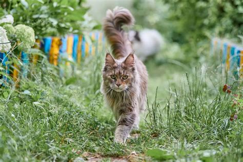 Причины появления длинного хвоста у котенка