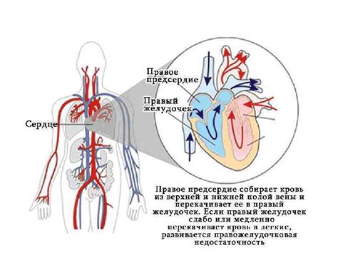 Причины развития недостаточности кровообращения