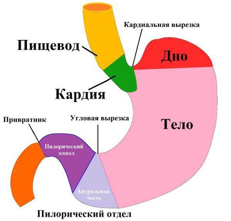 Причины развития недостаточности пилорического желудка