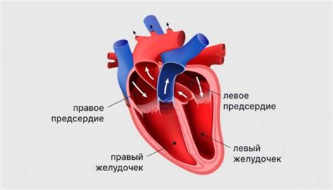 Причины синусовой брадикардии у женщин после 50