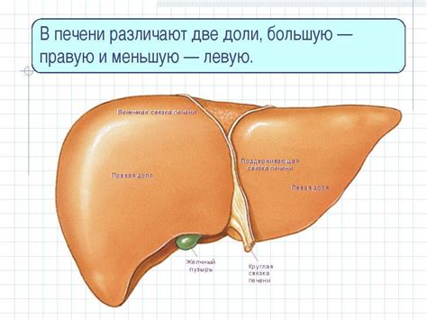 Причины увеличения одной доли печени