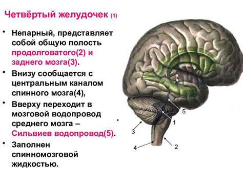 Причины увеличения ширины третьего желудочка головного мозга