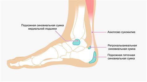 Причины утолщения синовиальной оболочки голеностопного сустава