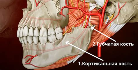 Причины частого сводящегося челюсти