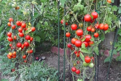 Прищипка помидоров: зачем это нужно?