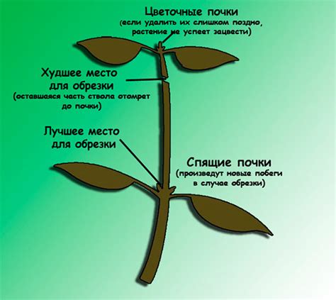 Прищипывание растений: важность и правильная техника