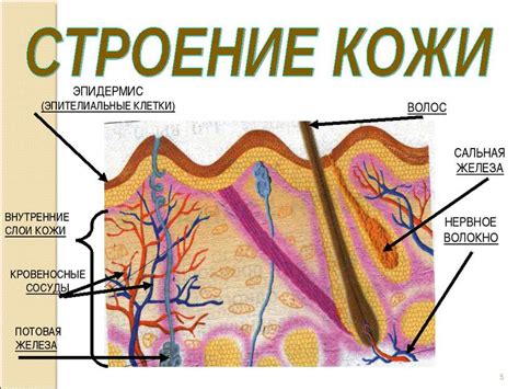 Пробиотики и кожа: полезность для кожного покрова организма