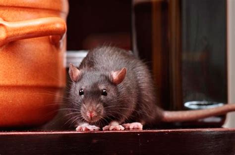 Проблемы, вызванные наличием крыс в доме