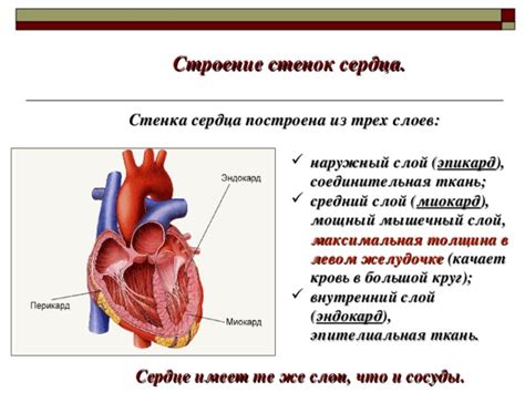 Проблемы окружающей среды и расширение стенок сердца