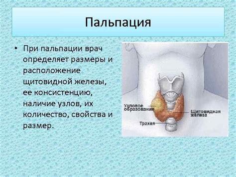 Проверка на наличие заболеваний щитовидной железы