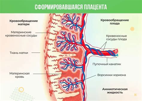 Прогноз и предупреждение хориона кругового