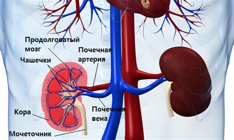 Прогрессирующая почечная недостаточность и ее последствия