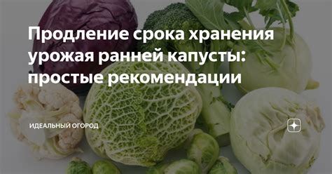 Продление срока хранения бланшированных овощей