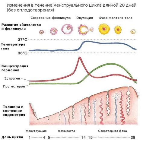 Продолжительность и регулярность менструационного цикла после мазней