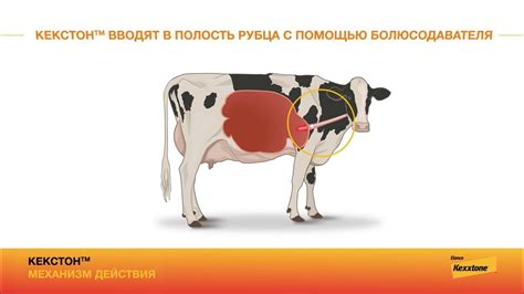 Продувка коров: механизм действия