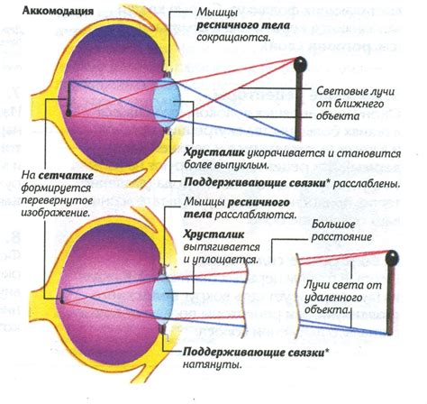 Прозрачность хрусталика