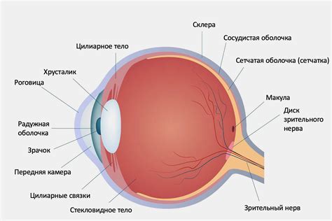 Прозрачные мерцания глаз