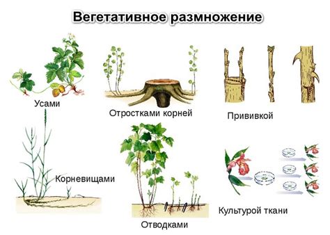 Происхождение и история вегетативного питания